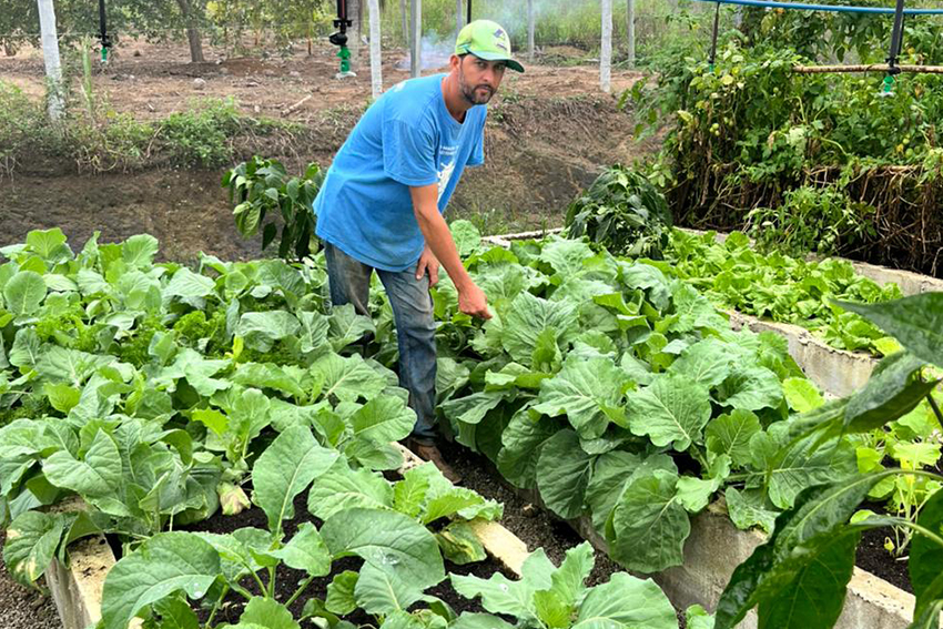 Estufa em Deserto Feliz realiza nova colheita e segue beneficiando famílias quilombolas