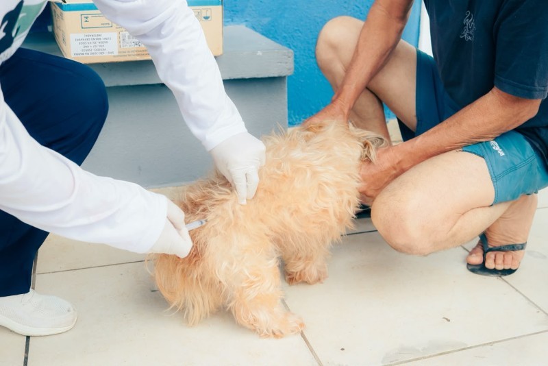 Vacinação itinerante em cães e gatos desta terça-feira em SJB é transferida